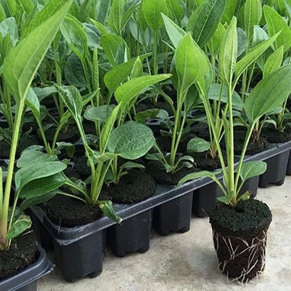 Rectangular Plant Tray - Seed Tray for Efficient Germination and Growth of Seedlings
