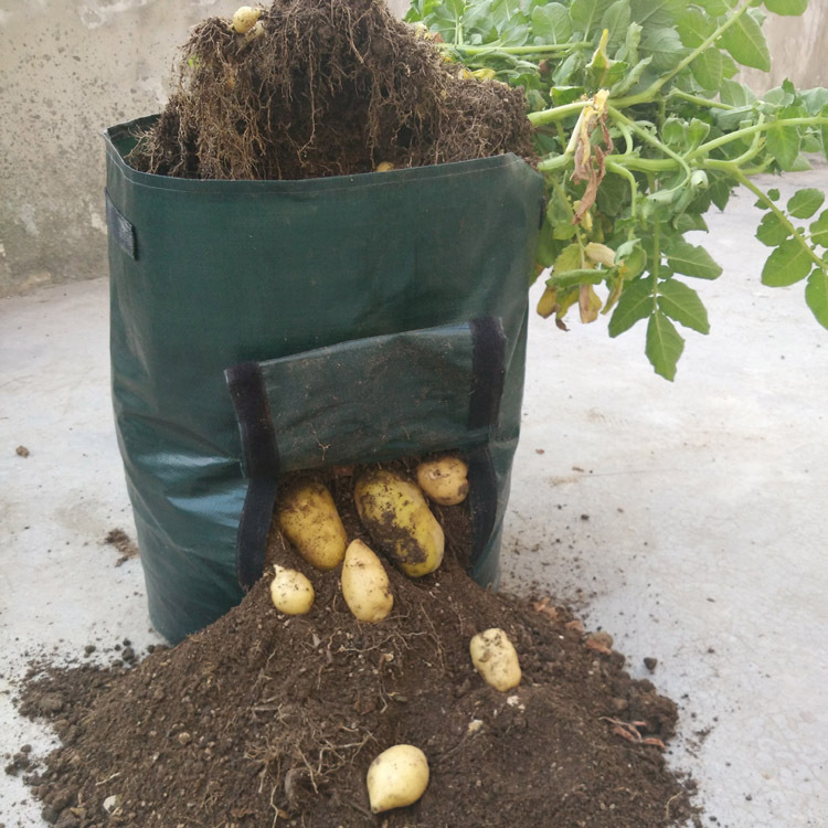 Planting Bag for Potatoes - Reusable and with Viewing Window
