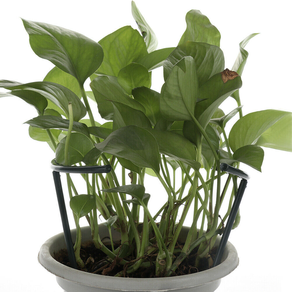 Climbing Support for Plants - Robust Support with Cage Design for Growth and Stability
