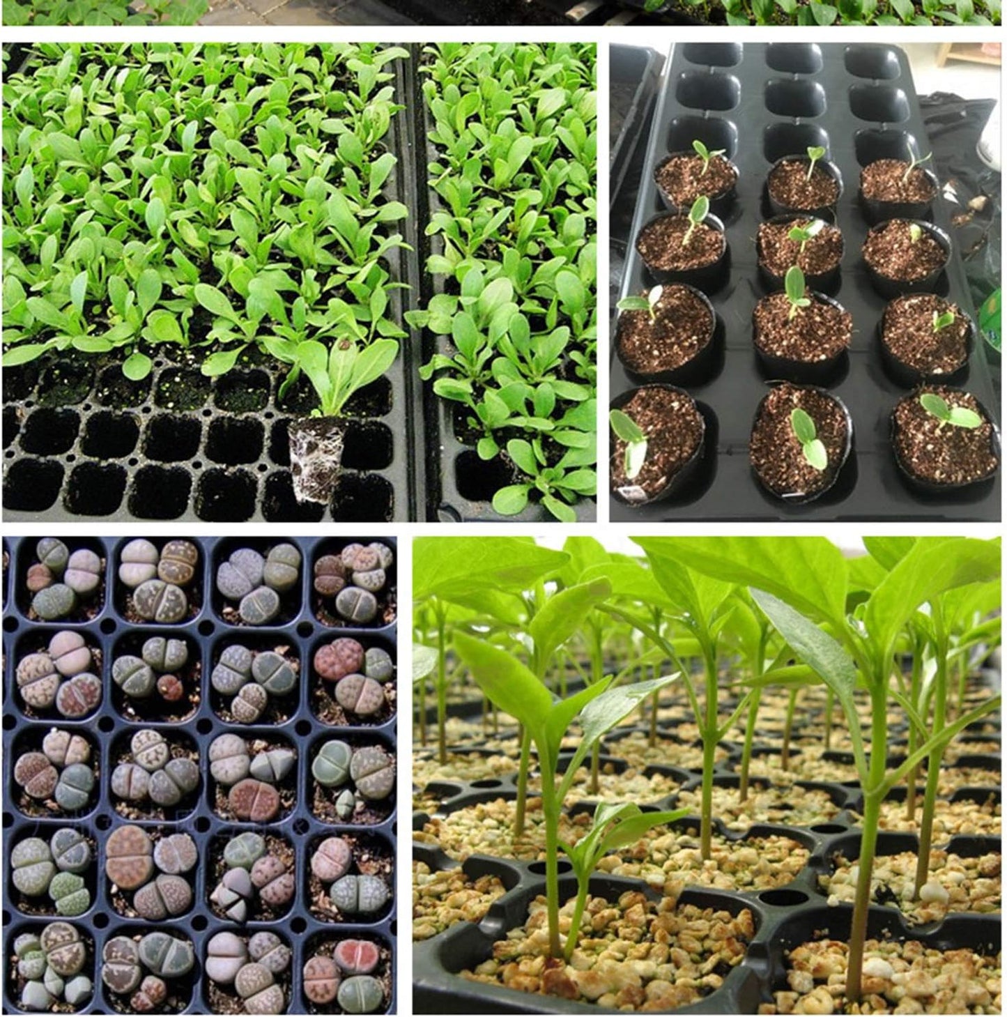 Rectangular Plant Tray - Seed Tray for Efficient Germination and Growth of Seedlings
