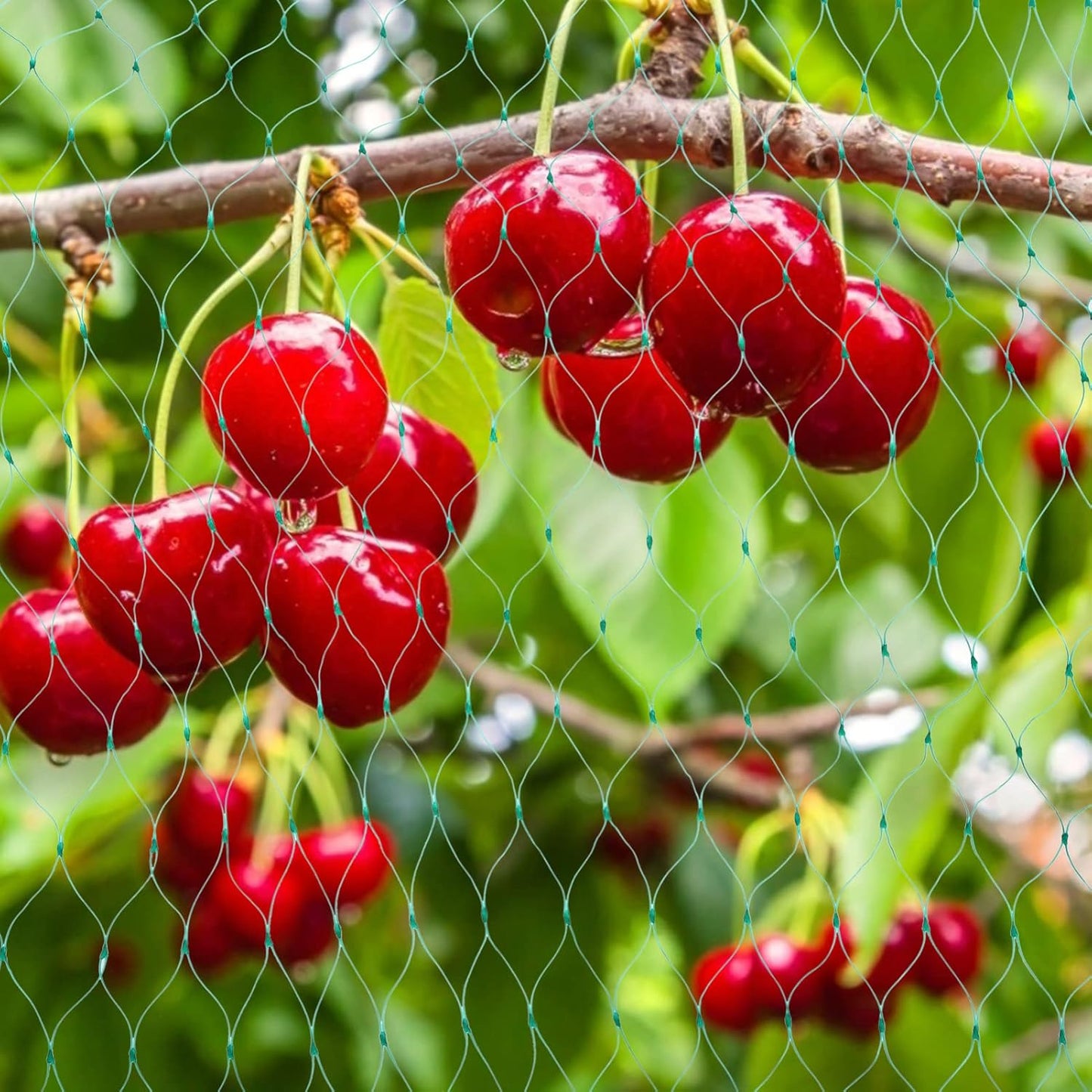 Protective Netting for Garden Plants - Green Netting Against Pests and Animals