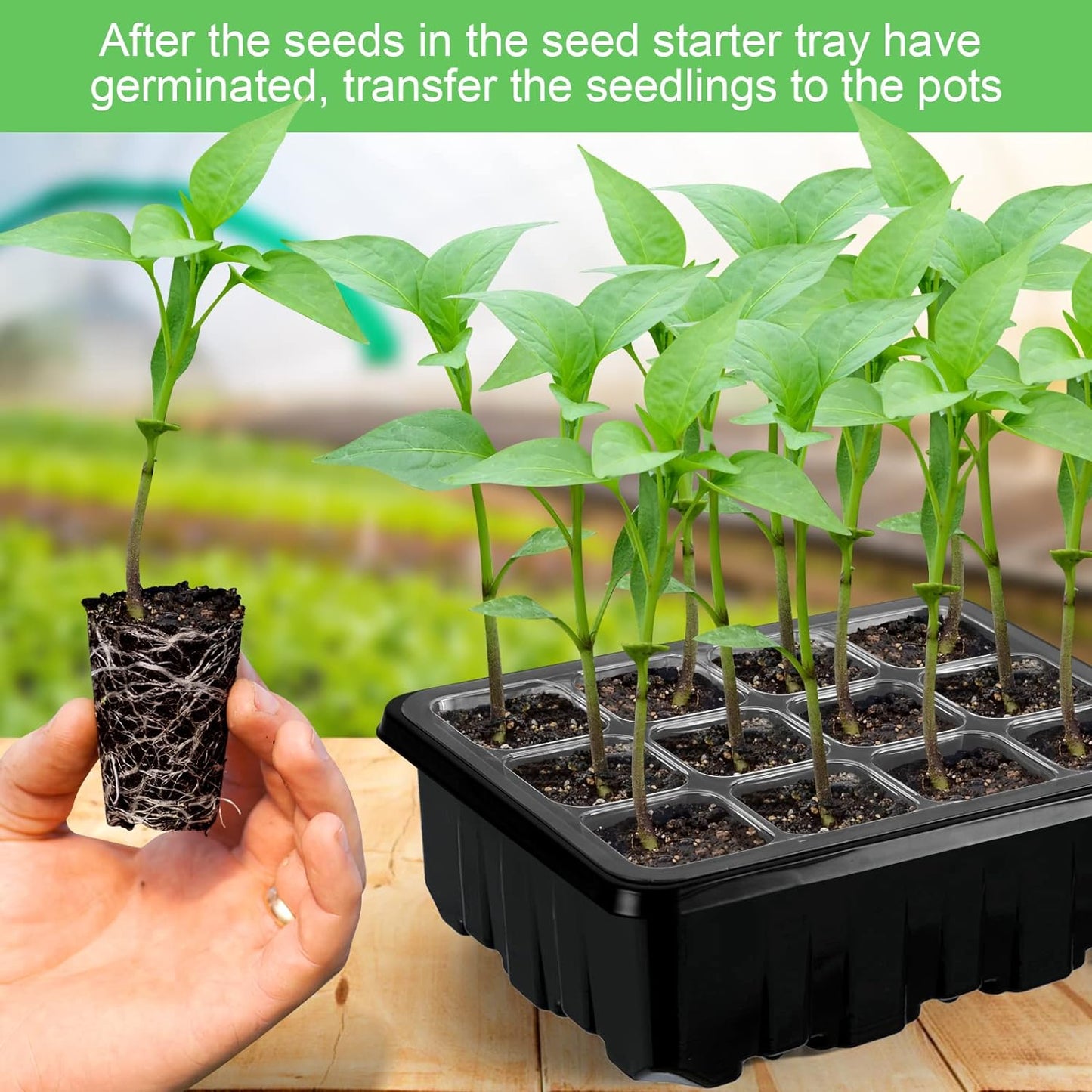 Cultivation Set with Light - Complete Set for Successful Plant Cultivation