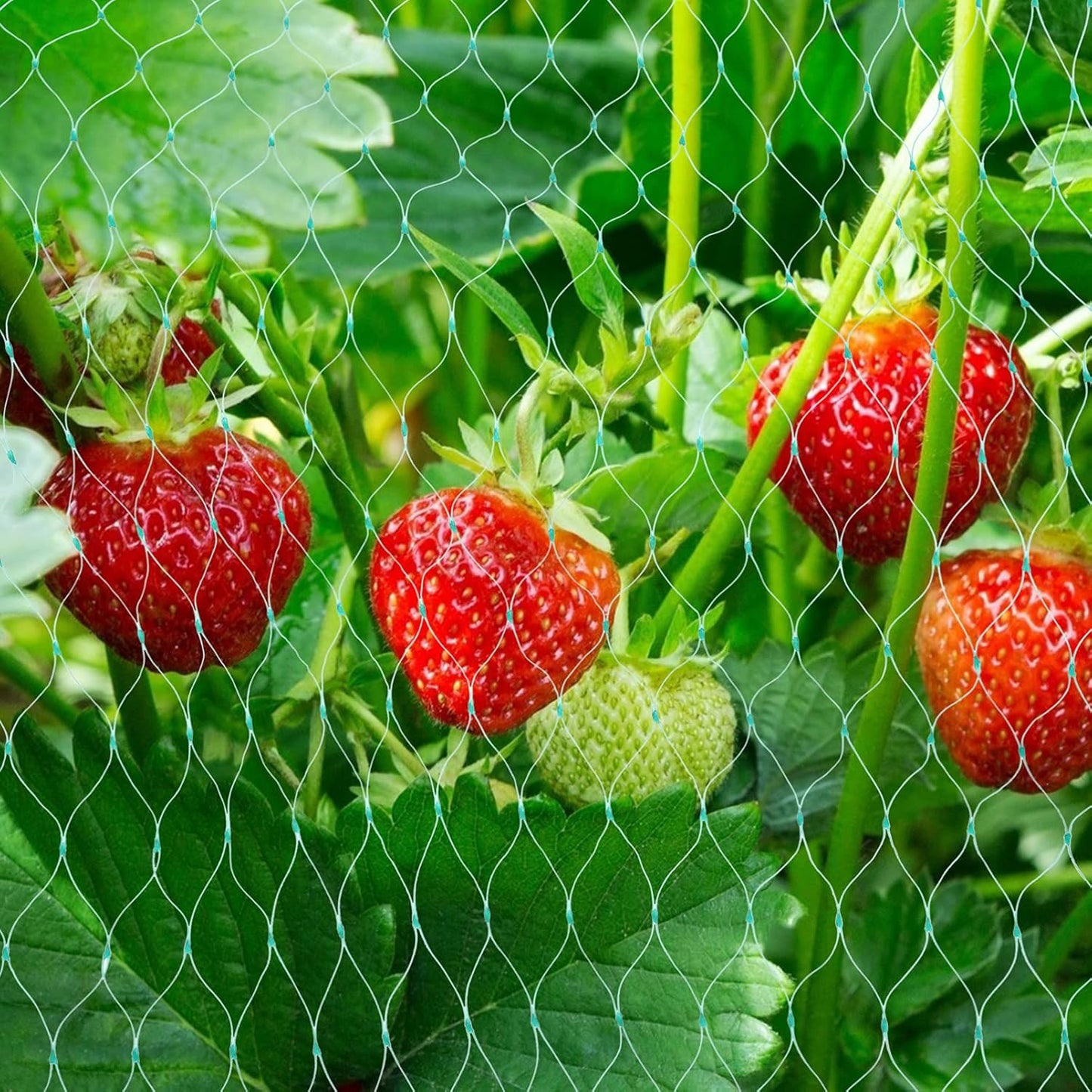 Protective Netting for Garden Plants - Green Netting Against Pests and Animals