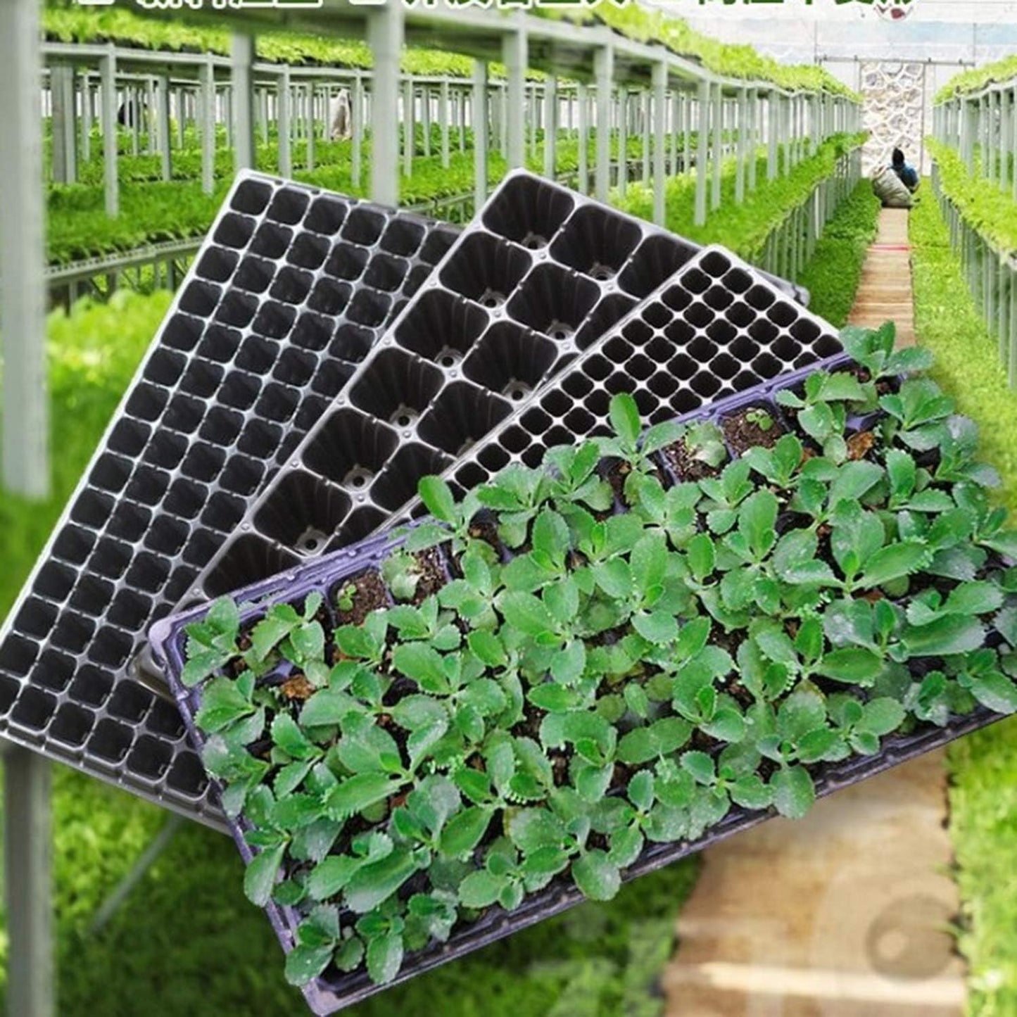 Rectangular Plant Tray - Seed Tray for Efficient Germination and Growth of Seedlings