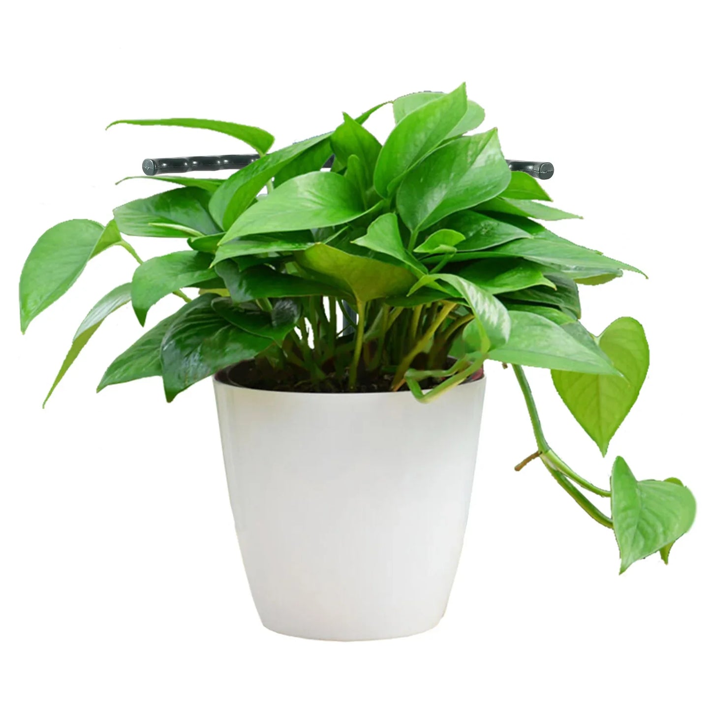 Climbing Support for Plants - Robust Support with Cage Design for Growth and Stability