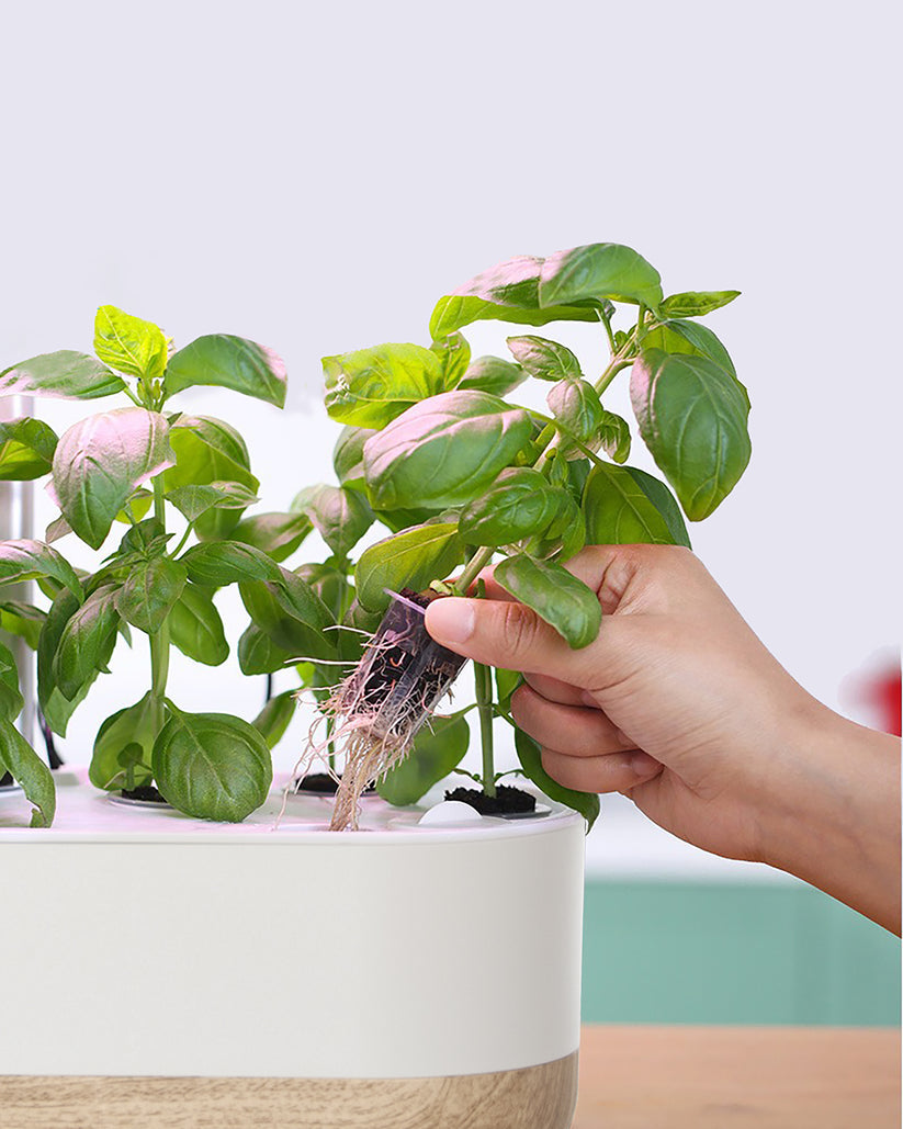 Intelligent Hydroponics Set for Indoors - Soil - Free Plant Cultivation at Home