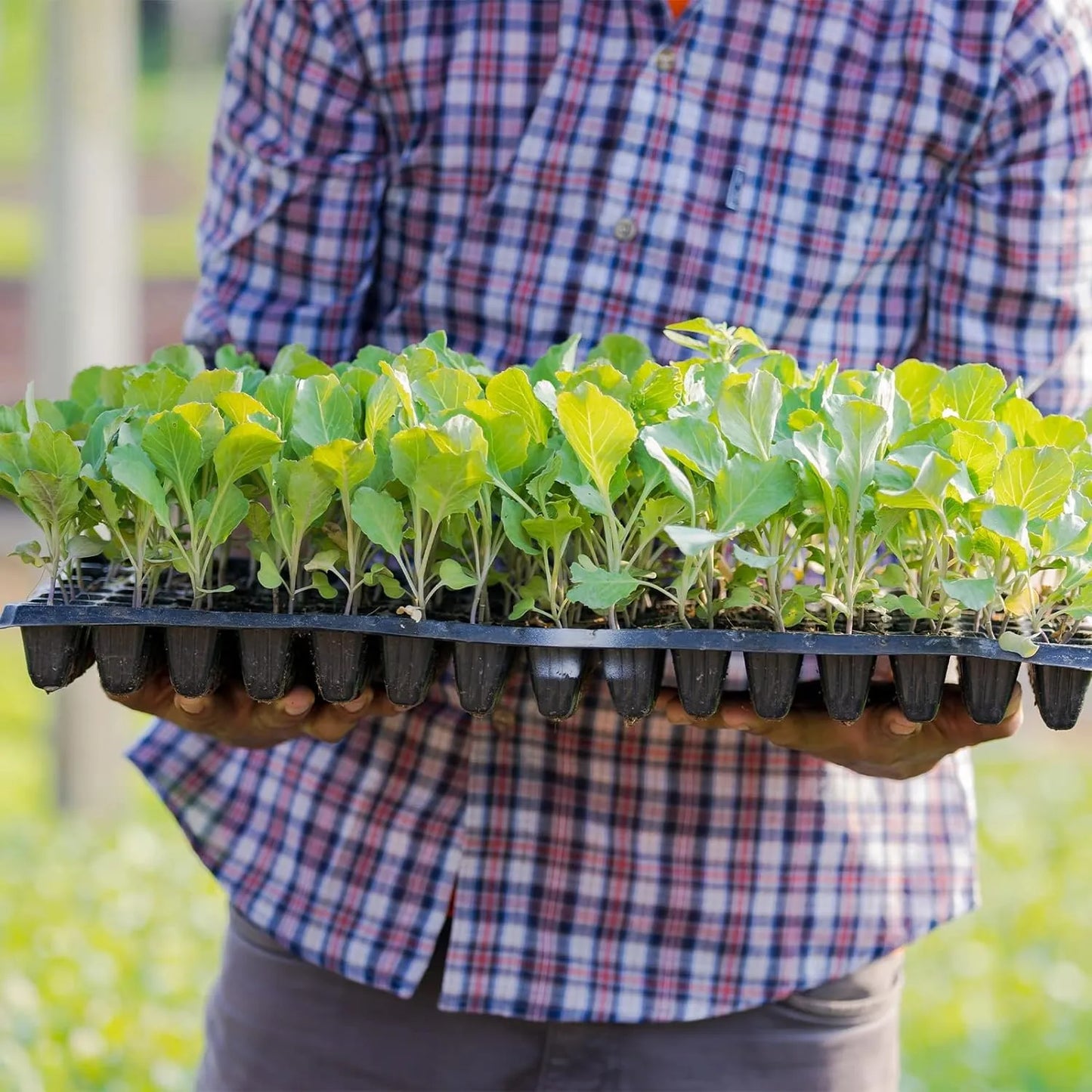 Rectangular Plant Tray - Seed Tray for Efficient Germination and Growth of Seedlings