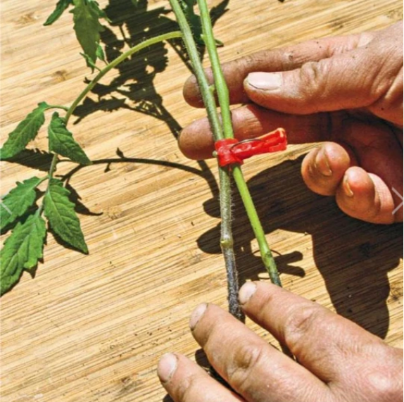 Plastic Grafting Clips for Garden Plants - Ideal for Vegetables and Plant Care