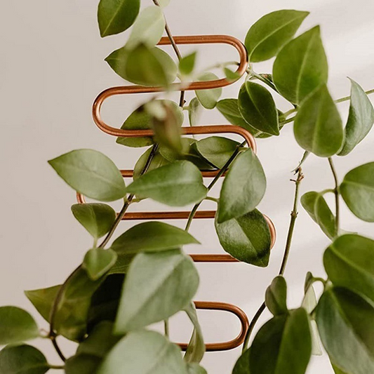 Metal Plant Support for Climbing Plants in Various Shapes