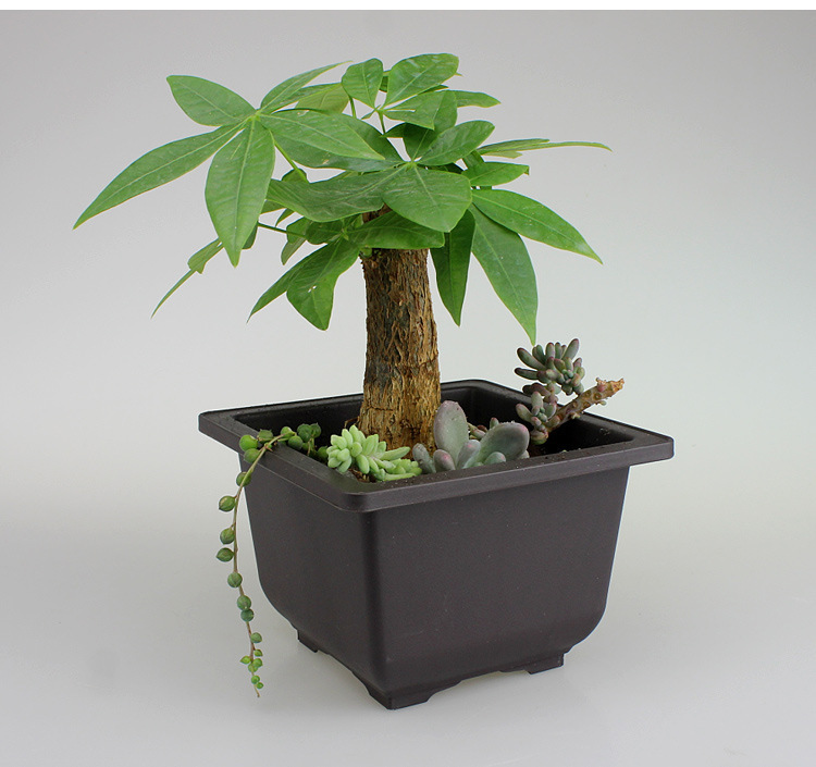 Plant Pot with Saucer - Rectangular Flower Pot for Garden and Balcony