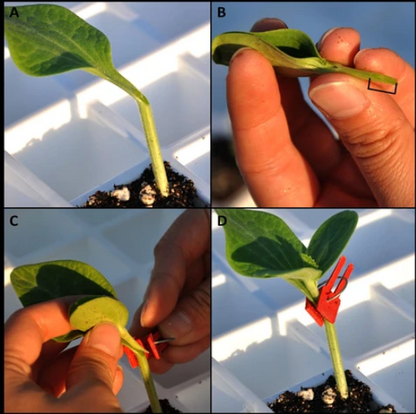 Plastic Grafting Clips for Garden Plants - Ideal for Vegetables and Plant Care