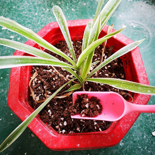 Combination Set for Succulent Planting Tools - Practical Set for Care and Planting