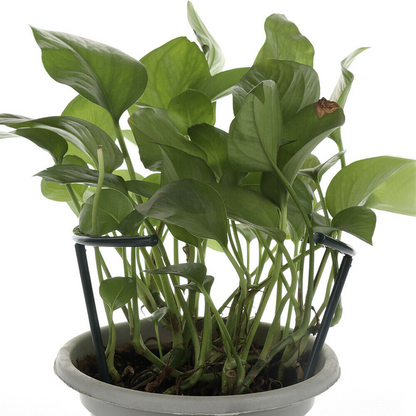 Climbing Support for Plants - Robust Support with Cage Design for Growth and Stability