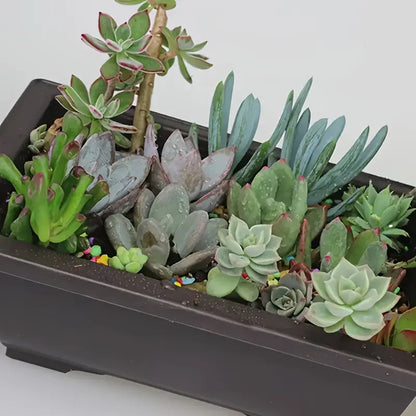 Plant Pot with Saucer - Rectangular Flower Pot for Garden and Balcony