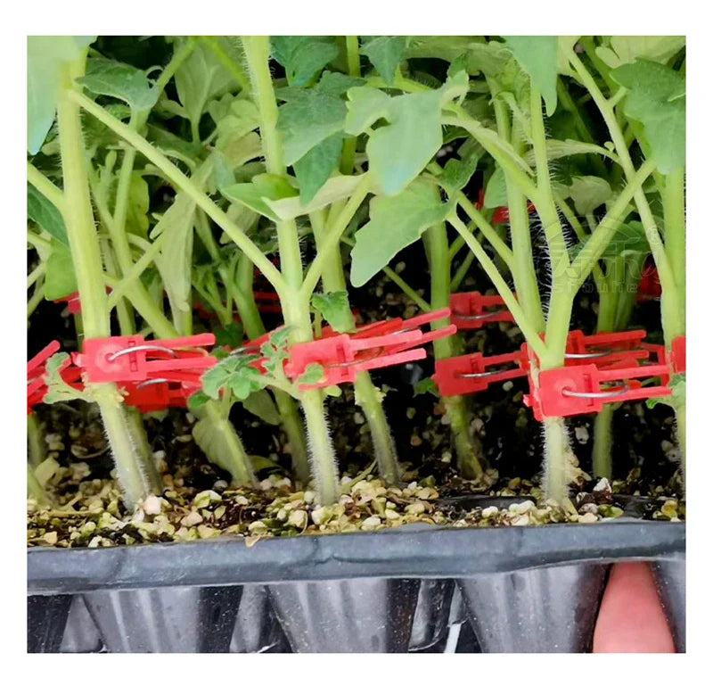 Plastic Grafting Clips for Garden Plants - Ideal for Vegetables and Plant Care