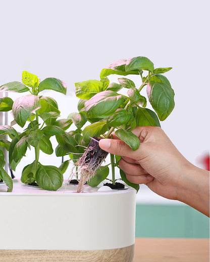 Intelligent Hydroponics Set for Indoors - Soil - Free Plant Cultivation at Home